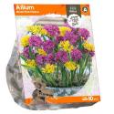 Baltus Allium Mixed Pink Yellow bloembollen per 10 stuks