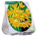 Baltus Allium Moly bloembollen per 100 stuks