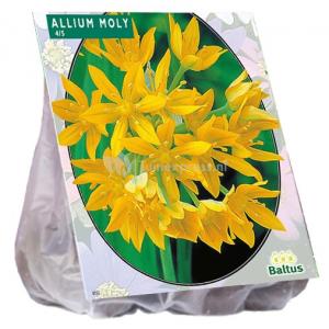 Baltus Allium Moly bloembollen per 100 stuks