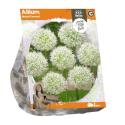 Baltus Allium Mount Everest bloembollen per 1 stuks