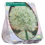 Baltus Allium Mount Everest bloembollen per 3 stuks