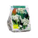 Baltus Allium Neapolitanum bloembollen per 100 stuks