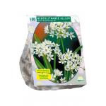 Baltus Allium Neapolitanum bloembollen per 100 stuks