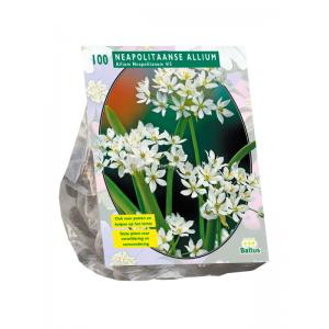 Baltus Allium Neapolitanum bloembollen per 100 stuks
