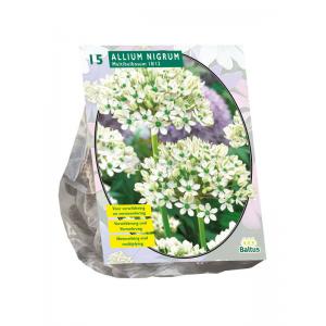 Baltus Allium Nigrum Multibubosum bloembollen per 15 stuks