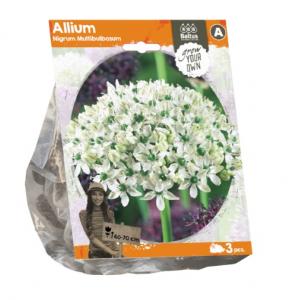 Baltus Allium Nigrum Multibulbosum bloembollen per 3 stuks