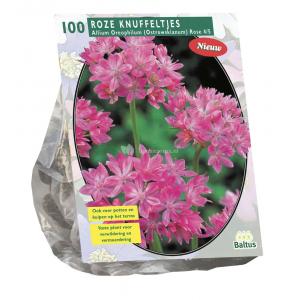 Baltus Allium Oreophilum bloembollen per 100 stuks