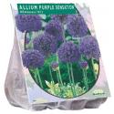 Baltus Allium Purple Sensations bloembollen per 15 stuks