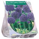 Baltus Allium Purple Sensations bloembollen per 15 stuks