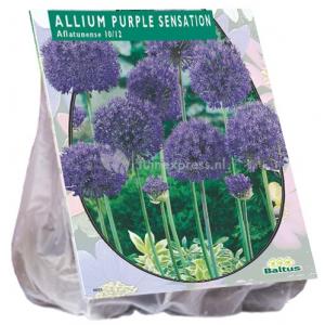 Baltus Allium Purple Sensations bloembollen per 15 stuks
