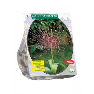 Baltus Allium Schuberti bloembollen per 3 stuks