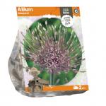 Baltus Allium Schubertii bloembollen per 2 stuks