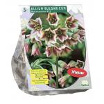 Baltus Allium Siculum Bulgaricum bloembollen per 5 stuks