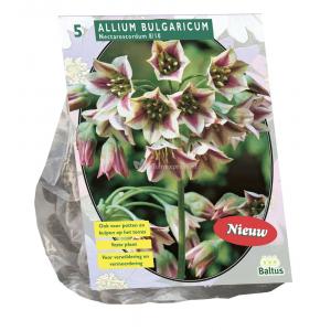 Baltus Allium Siculum Bulgaricum bloembollen per 5 stuks