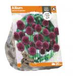 Baltus Allium Sphaerocephalon bloembollen 20 stuks