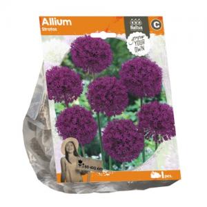 Baltus Allium Stratos bloembollen per 1 stuks