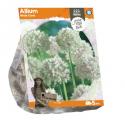 Baltus Allium White Cloud bloembollen per 5 stuks