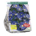 Baltus Anemone Blanda Blauw bloembollen per 100 stuks