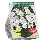 Baltus Anemone Blanda Wit bloembollen per 30 stuks