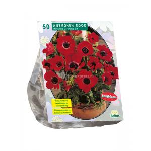 Baltus Anemone Hollandia bloembollen per 50 stuks