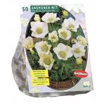 Baltus Anemone The Bride bloembollen per 50 stuks