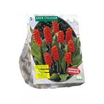 Baltus Arum Italicum bloembollen per 5 stuks