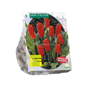 Baltus Arum Italicum bloembollen per 5 stuks