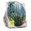 Baltus Camassia Cusickii bloembollen per 5 stuks