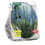 Baltus Camassia Cusickii bloembollen per 5 stuks