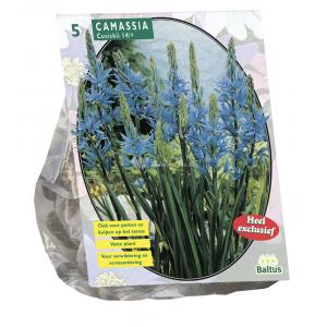 Baltus Camassia Cusickii bloembollen per 5 stuks