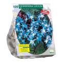 Baltus Chionodoxa Luciliae bloembollen per 100 stuks