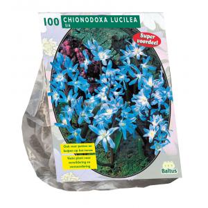 Baltus Chionodoxa Luciliae bloembollen per 100 stuks