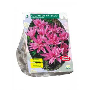 Baltus Colchicum Waterlily bloembollen per 2 stuks