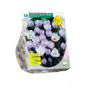 Baltus Crocus Chrysanthus Blue Pearl bloembollen per 50 stuks