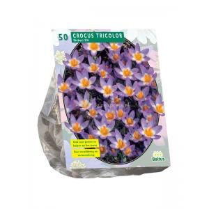 Baltus Crocus Sieberi Tricolor bloembollen per 50 stuks