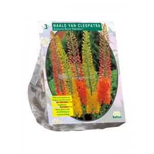 Baltus Eremurus Ruiter Hybriden Mix bloembollen per 3 stuks