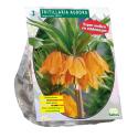 Baltus Fritillaria Imperialis Aurora bloembollen per 3 stuks