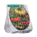 Baltus Fritillaria Imperialis Mixed bloembollen per 3 stuks