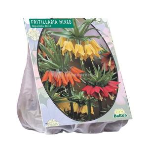 Baltus Fritillaria Imperialis Mixed bloembollen per 3 stuks