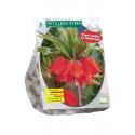 Baltus Fritillaria Imperialis Rubra bloembollen per 3 stuks