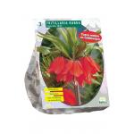 Baltus Fritillaria Imperialis Rubra bloembollen per 3 stuks