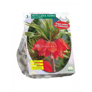 Baltus Fritillaria Imperialis Rubra bloembollen per 3 stuks