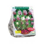 Baltus Fritillaria Meleagris bloembollen per 30 stuks