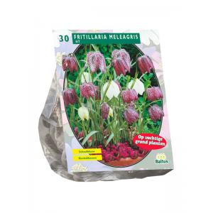 Baltus Fritillaria Meleagris bloembollen per 30 stuks