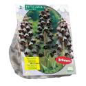 Baltus Fritillaria Persica bloembollen per 3 stuks