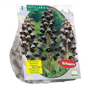 Baltus Fritillaria Persica bloembollen per 3 stuks