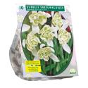 Baltus Galanthus Nivalis Flore Pleno bloembollen per 10 stuks