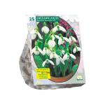 Baltus Galanthus Woronowii bloembollen per 25 stuks