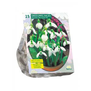 Baltus Galanthus Woronowii bloembollen per 25 stuks