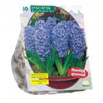 Baltus Hyacinthus Blue Jacket bloembollen per 10 stuks